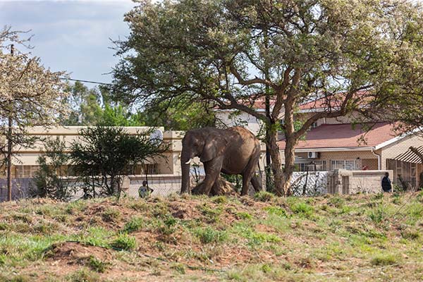 elephant