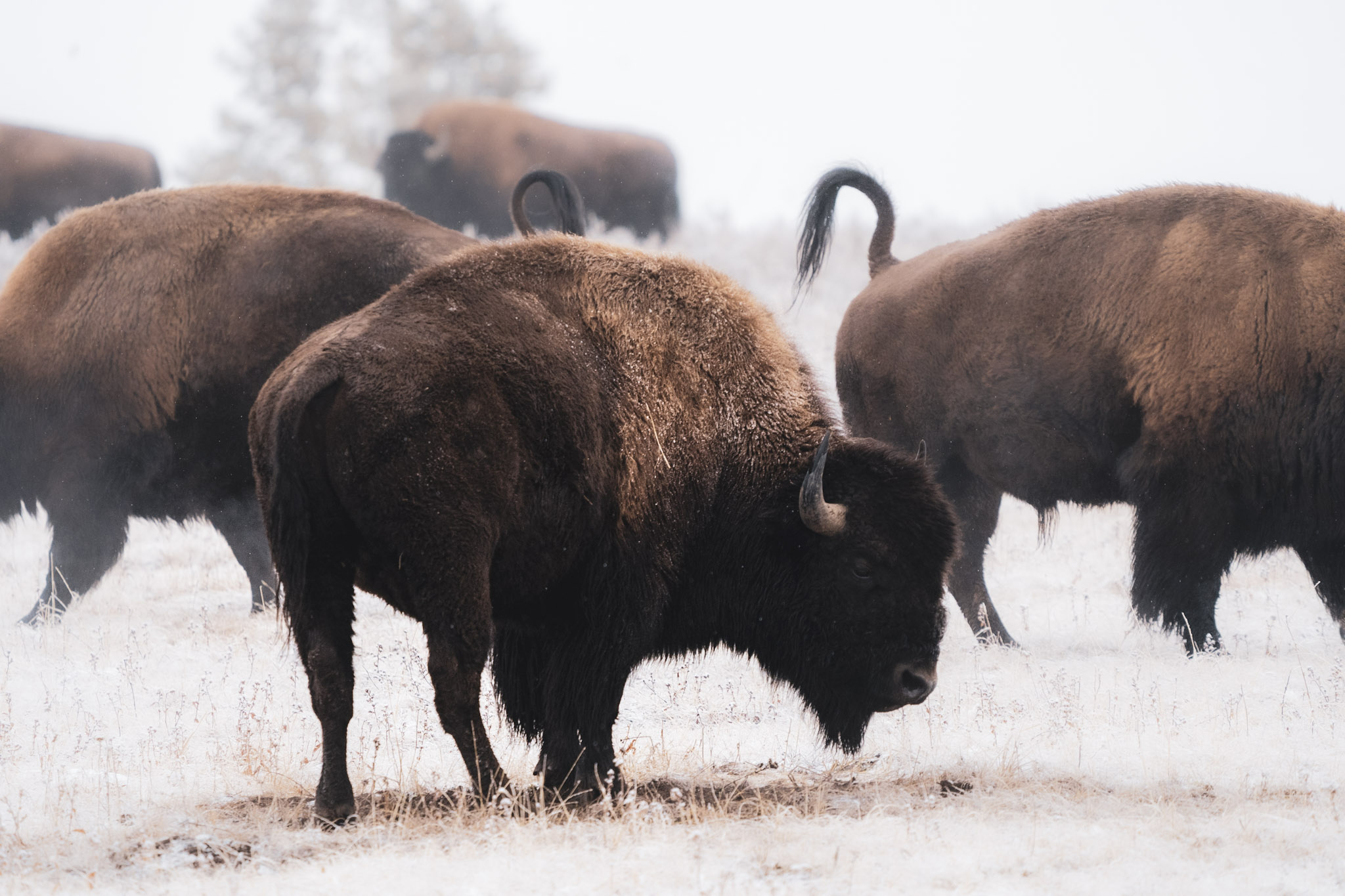 Bison Herd Running