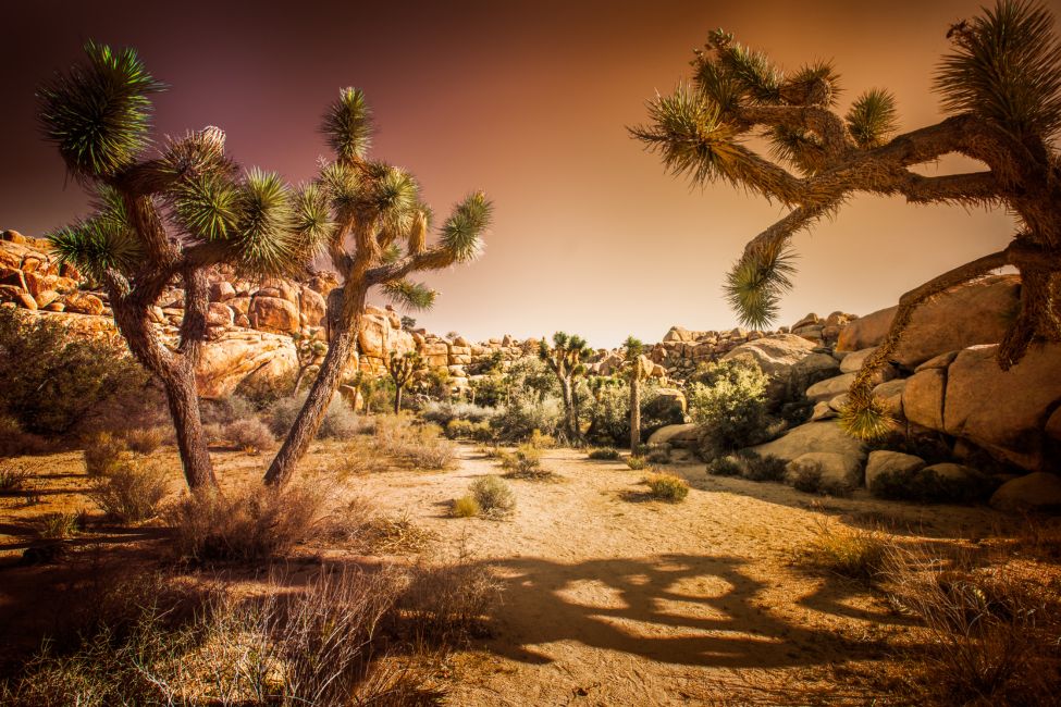 Park Newspaper - Joshua Tree National Park (U.S. National Park