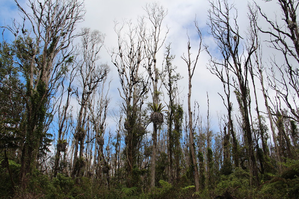 (Photo: J. B. Friday, University of Hawaii)