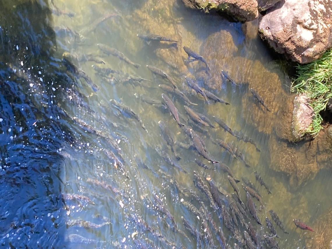 Salmon spawning in the Deschutes River in September 2024. (Photo: Genevieve Belmaker)