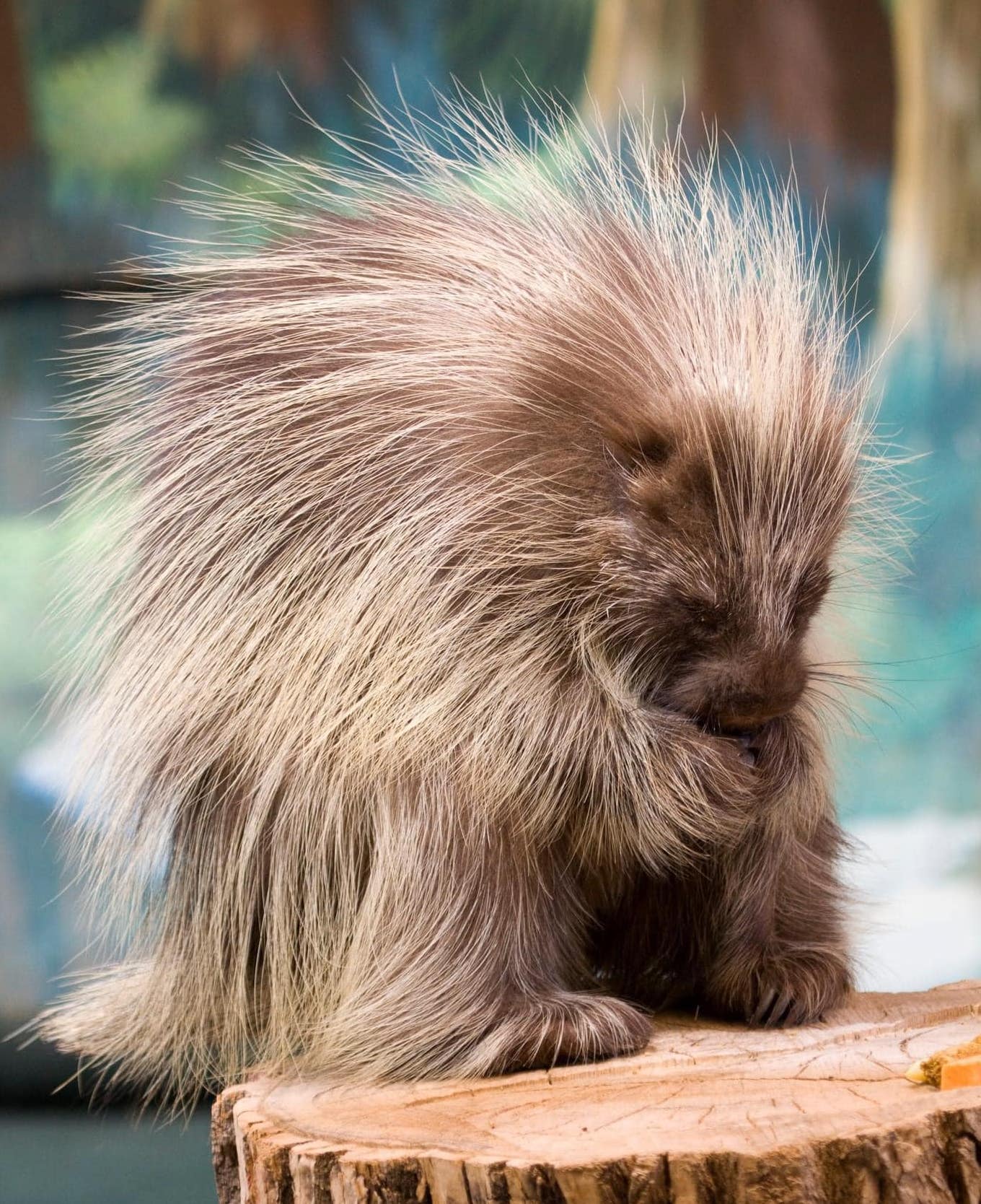 Ol Pejeta Conservancy - Did you know porcupine quills have long