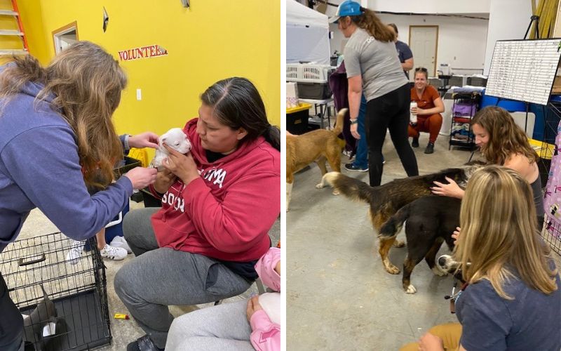 The Humane Society of Western Montana holds free veterinary clinics on the Rocky Boy's Indian Reservation a two to three times per year. (photo/Humane Society of Western Montana)