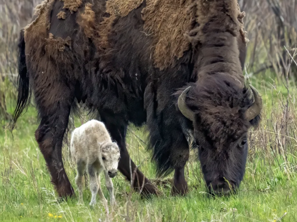 Rare White Bison Calf Has Not Been Seen Since Its Birth Day