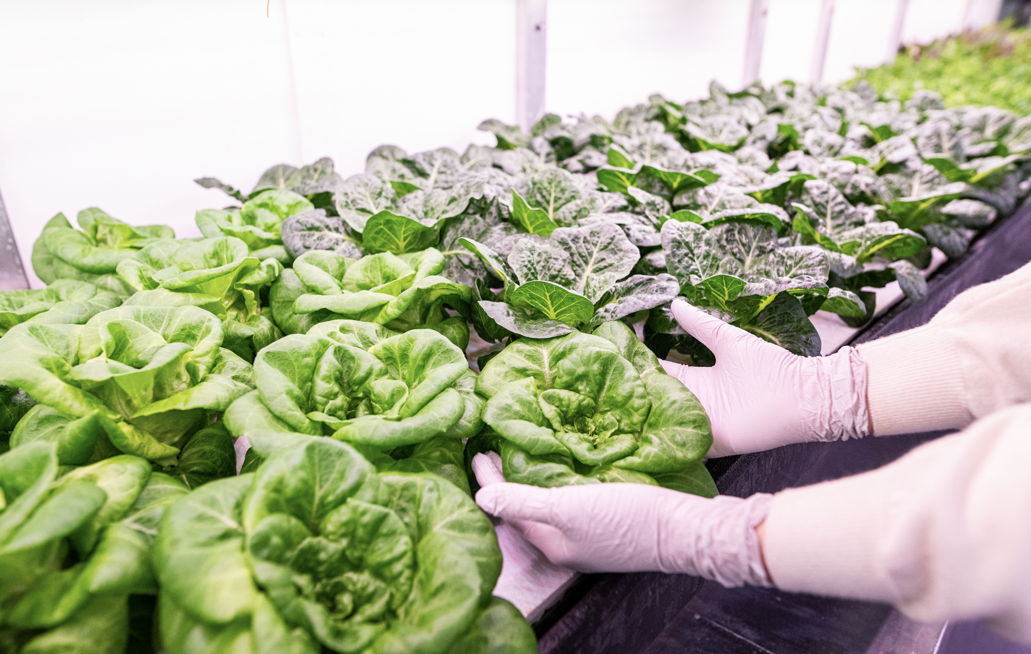 Screenshot 2026 02 23 at 12.14.11 PM