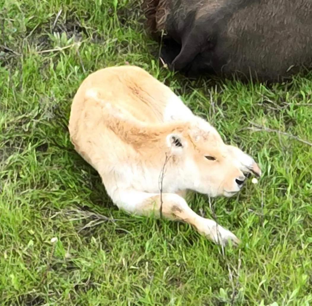 White Buffalo Born to the Turtle Mountain Band of Chippewa Tribe