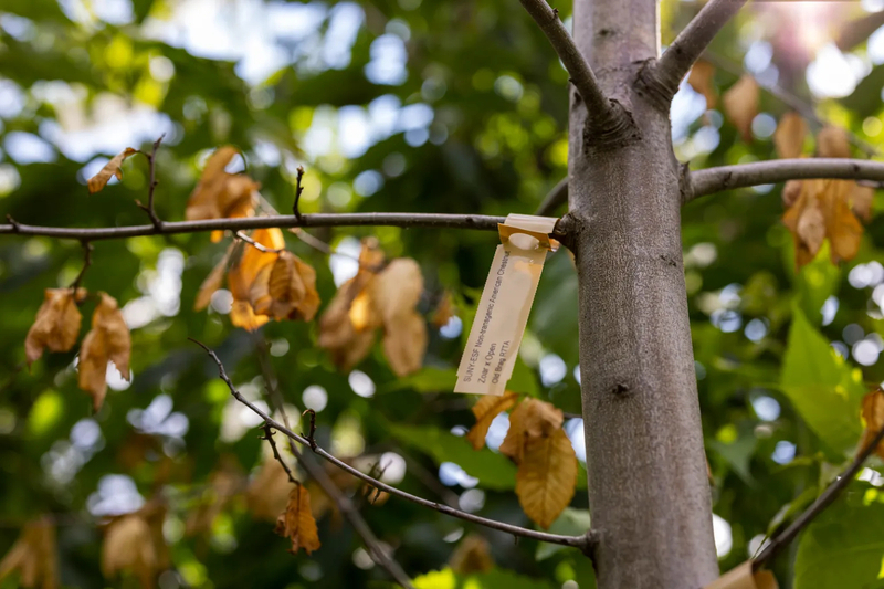 Dead leaves hang on a non-transgenic American Chestnut tree, caused by a blight canker further down the trunk, at a SUNY-ESF field research station in Syracuse, New York, on Thursday, July 14, 2022. (Lauren Petracca / The Washington Post via Getty Images via Grist)