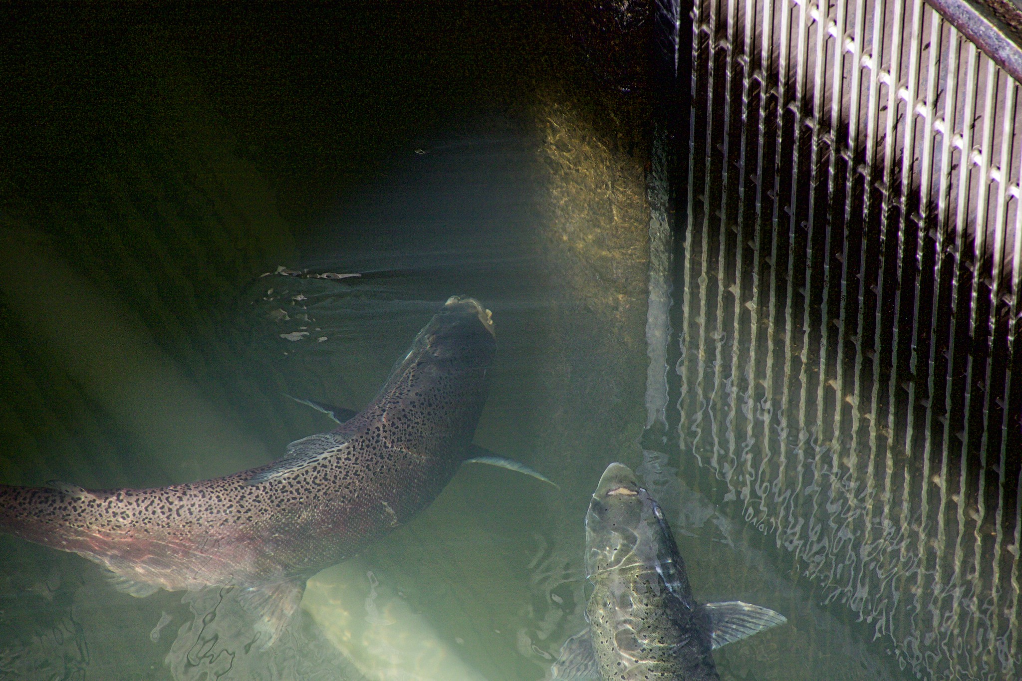 Dead salmon, climate change and Northwest dams