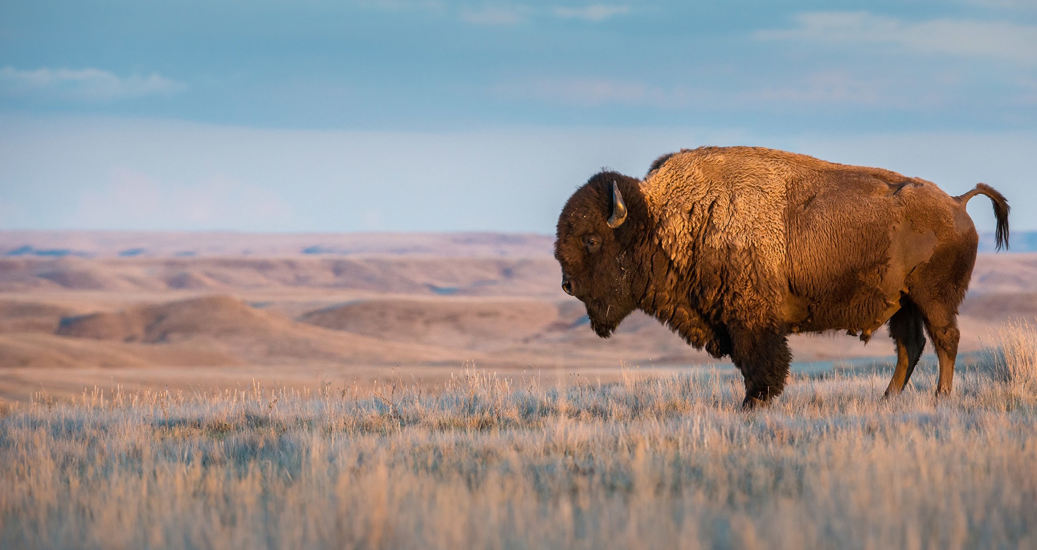A special event celebrating the bison's return to the Rocky Boy Preserve will take place on Tuesday, October 26 at the Chippewa Cree Tribal Buffalo Pasture near Box Elder, MT.  (Photo / Rocky Boy Buffalo Project)