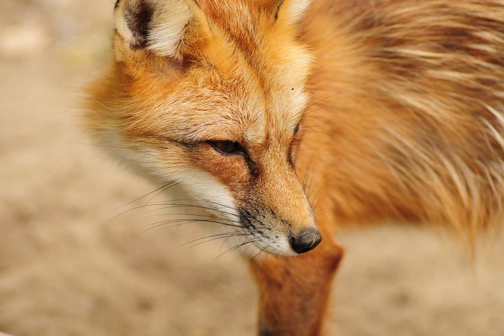 fox