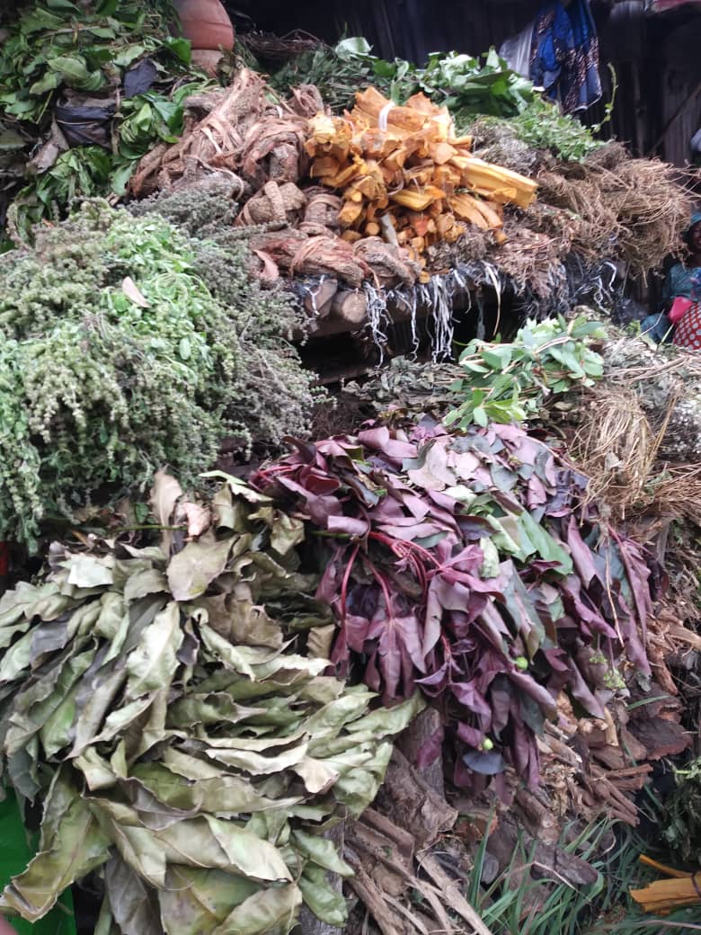 Medicinal Plants in Benin