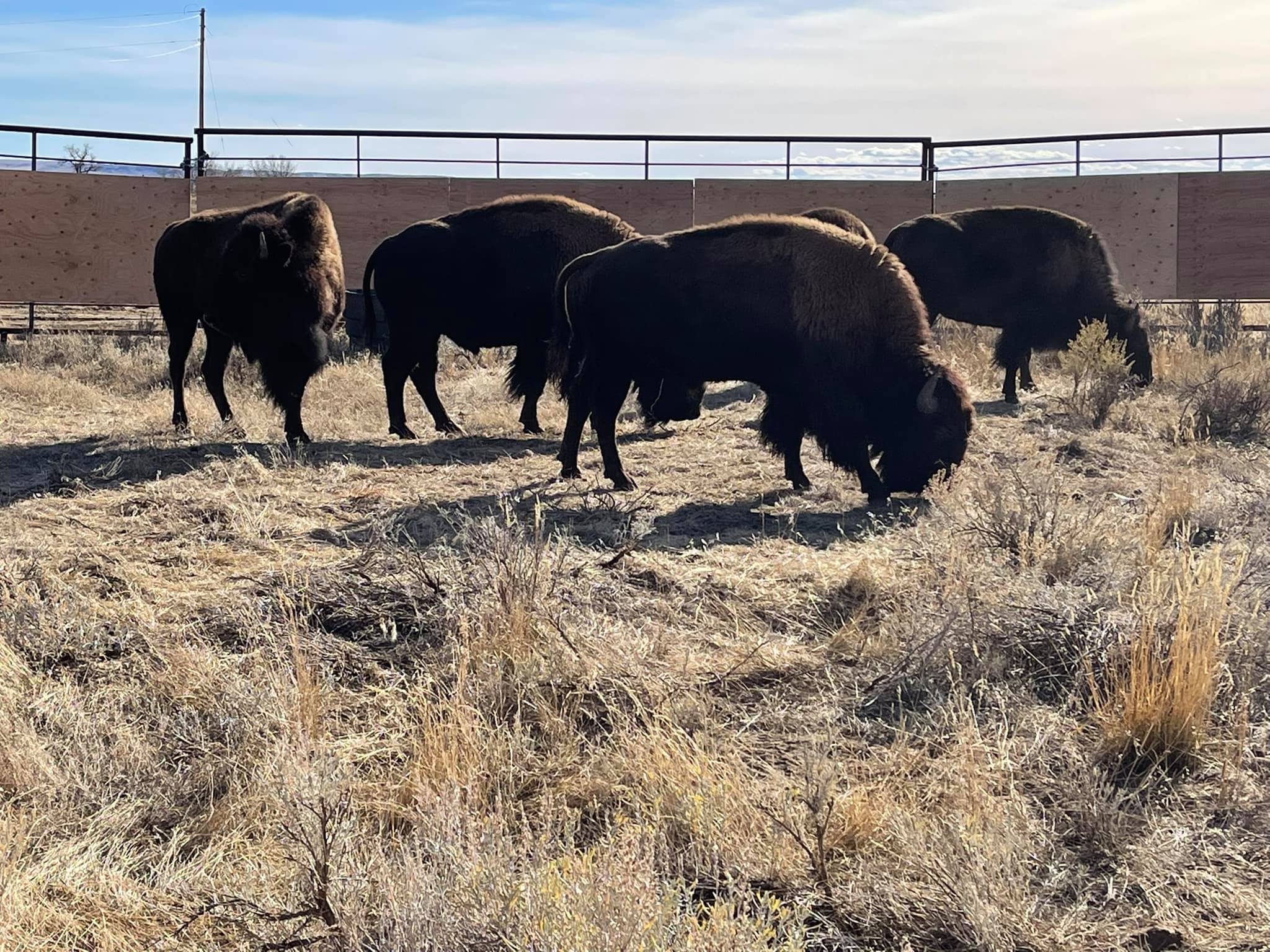 : Together! With The (Booming Harmonies Of The) Buffalo