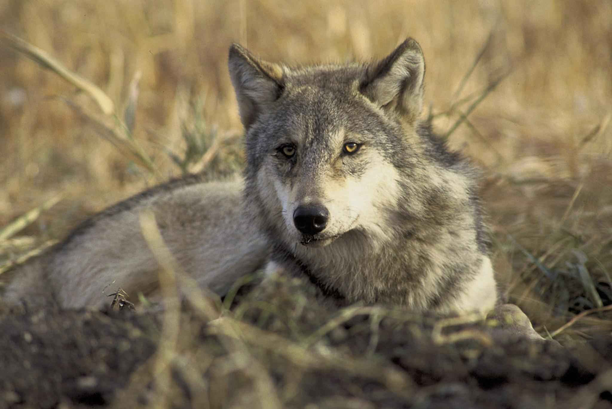 The Truth About Wolf Hunting in North America