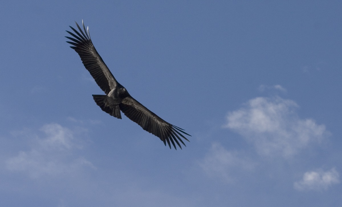 California Condor Set to Return to Tribal Lands After a Century’s ...