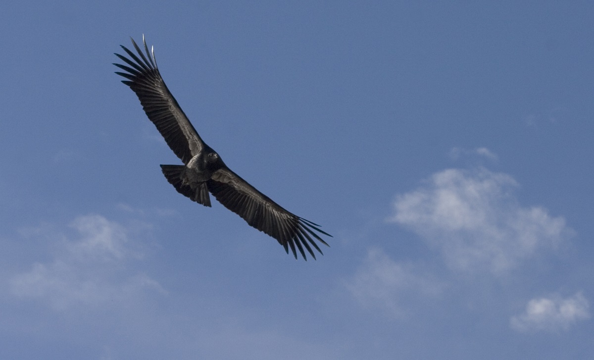 California condor