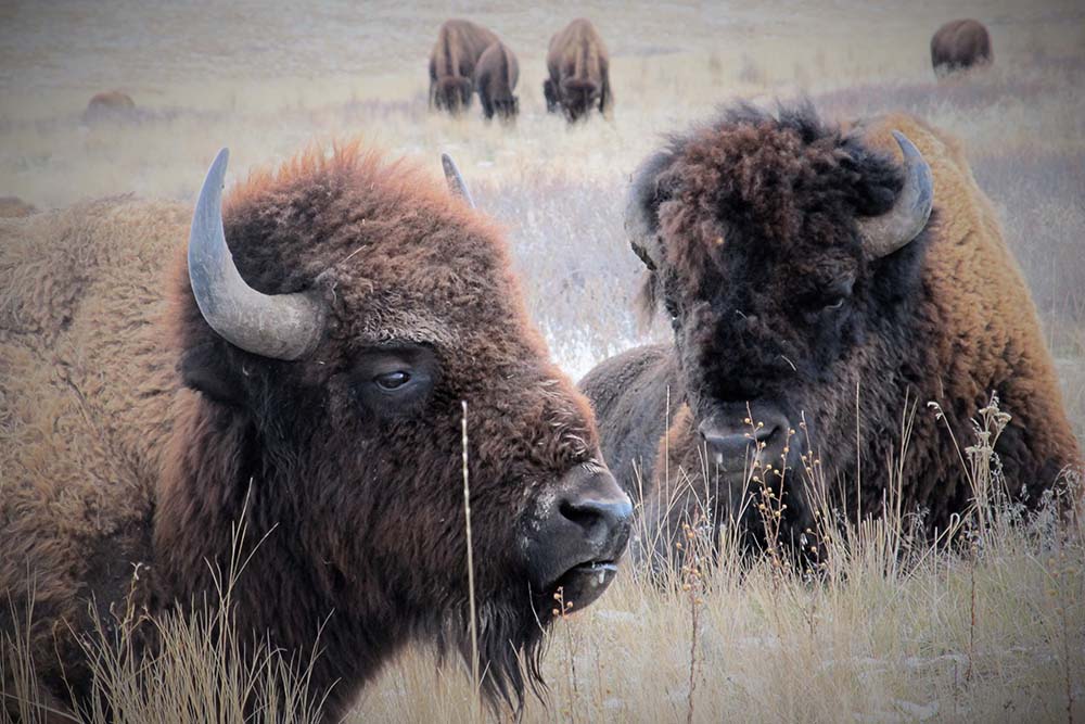 bison2