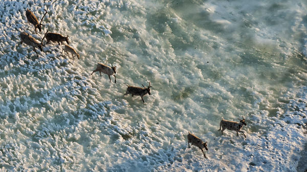 A herd of caribou begins the long trek across the Arctic plains. Photo courtesy Public Radio