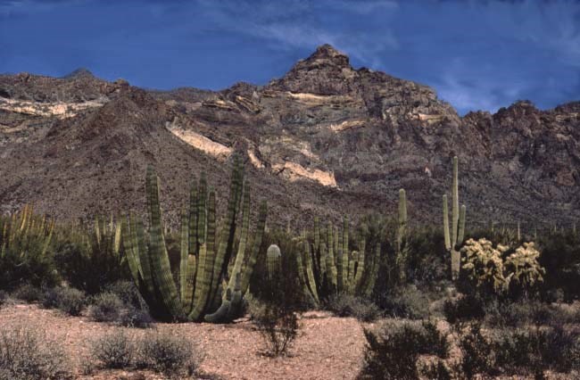 Organ Pipe Cactus Landscape - NPS Photo