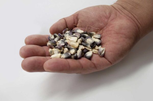 Rare seeds such as Cherokee White Eagle Corn are dispersed through the Cherokee Nation’s heirloom seed project. Photo Courtesy of Cherokee Nation