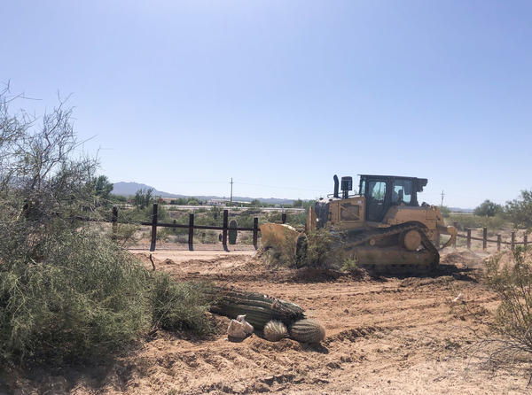 A contractor bulldozes a 60-foot-wide construction zone along the border, toppling saguaro cacti. NPR photo