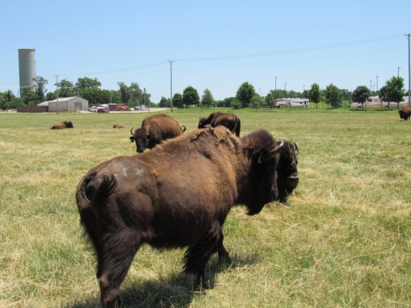 Bison raised by the Quapaw Tribe. Native News Online photograph by Levi Rickert