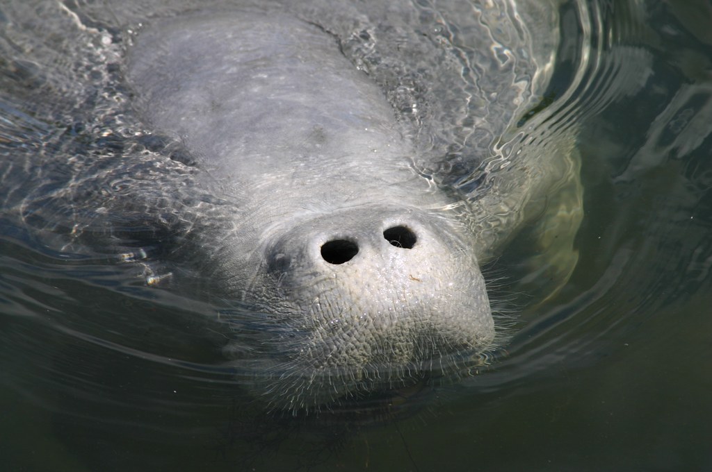 A Florida manatee. (Credit: Florida Fish and Wildlife)