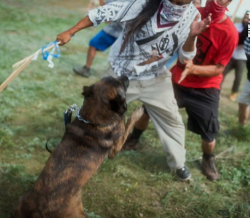 Dog attack on protester