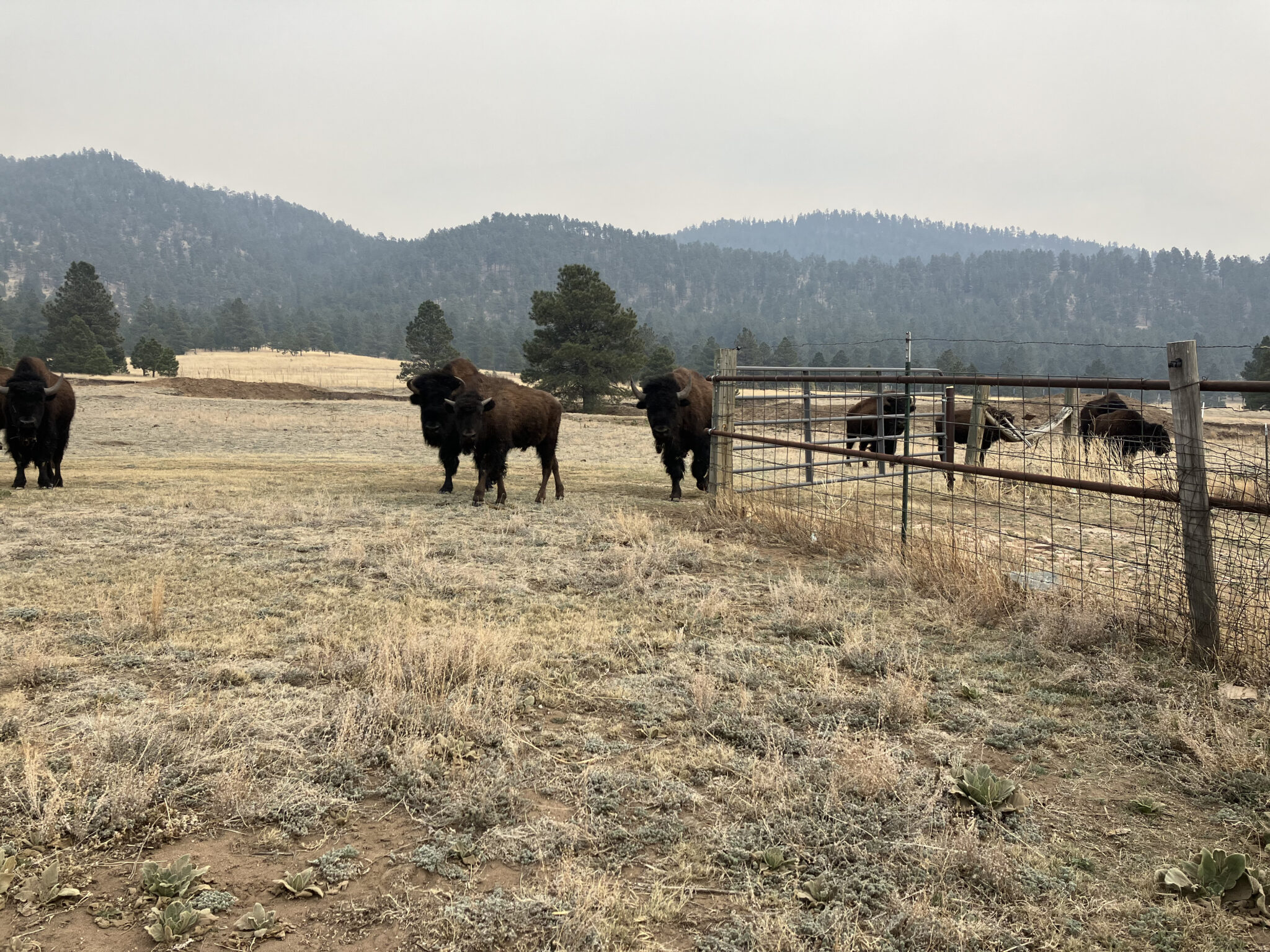 Buffalo Return: New Herd Report Shows More Than 25,000 Buffalo On Tribal Lands