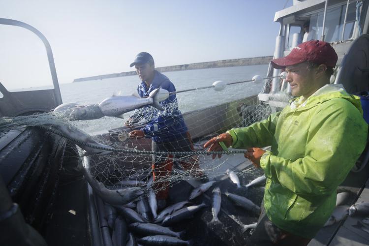 Peltola Campaign Blasts Sullivan's Fisheries Proposal, Calls It Election-Year ‘Cover Up' on Factory Trawling